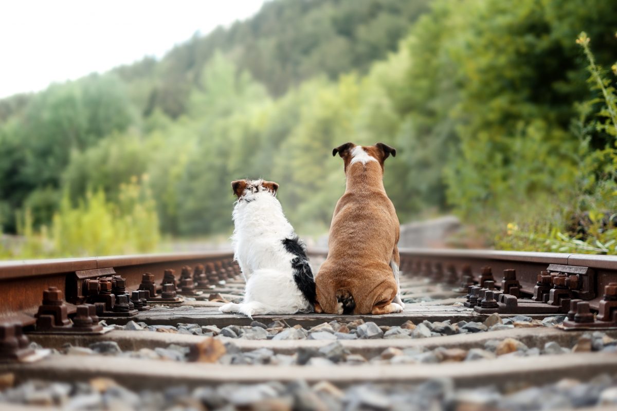 dogs, sitting, railroad